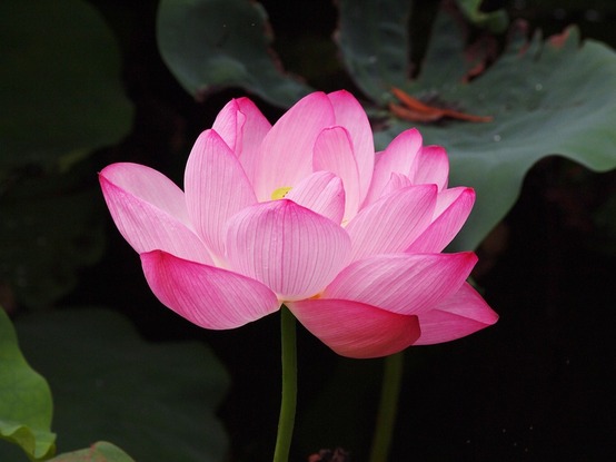 Lotus